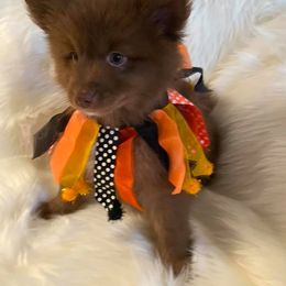 Pomsky Puppies from Capital Pomsky