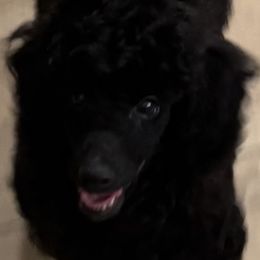Jada - Black female Poodle puppy in Aubrey, Texas from MD's Miniature Poodles