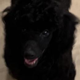 Jada - Black female Poodle puppy in Aubrey, Texas from MD's Miniature Poodles