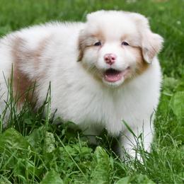 Bronze - Red merle male Australian Shepherd puppy in Easton, Missouri from MMA Kennel