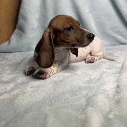 Spots - Piebald male Dachshund puppy in Norco, California from Norco dachshunds