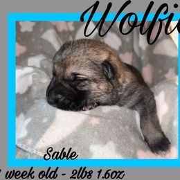 Wolfie - Sable male German Shepherd puppy in Falcon, Missouri from K2D2 Farm