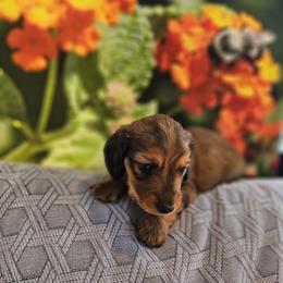 Dachshund Puppies from A&R Dachshund