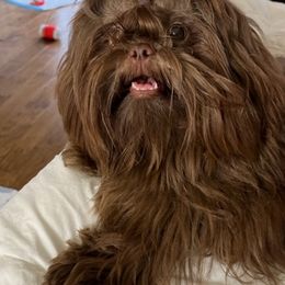 Shih Tzus from Sara’s precious Shih Tzus