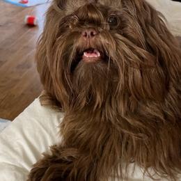 Shih Tzus from Sara’s precious Shih Tzus