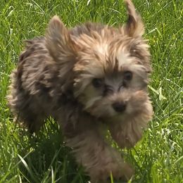 Angus - Liver Yorkshire Terrier puppy in Lebanon, Kentucky from Mosaic Merle Doodles