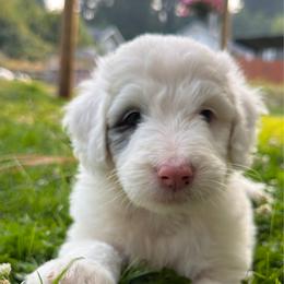 Pearl (aka Hope) - Blue merle and white female Sheepadoodle puppy in Vernonia, Oregon from Life Unleashed Farm