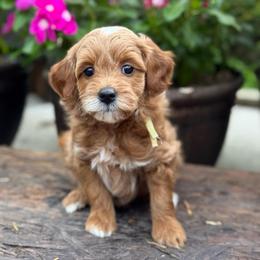 Garlic - Red  female Goldendoodle puppy in Wharton, Texas from Little Fur Friends