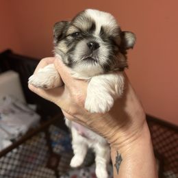 Boy 3 - Liver and white male Shih Tzu puppy in Dallas, Texas from Almost Heaven Shih Tzu