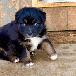 Marina - Black tri-color female Australian Shepherd puppy in Mineral Wells, Texas from A6 Australian Shepards
