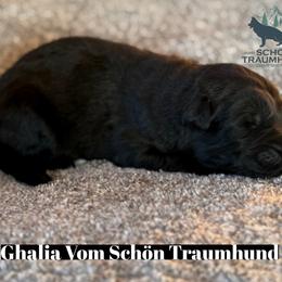 Ghalia - Black female German Shepherd puppy in Garland, Maine from Vom Schön Traumhund
