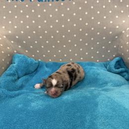 Posh Spice - Merle female Pomsky puppy in Gunter, Texas from The Painted Pomsky