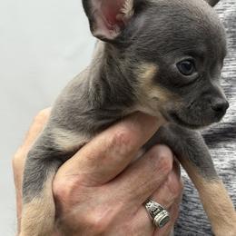 Maggie - Black and tan female Chihuahua puppy in Conroe, Texas from Linda's Chihuahuas