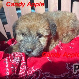 Carmel Apple - Wheaten female Soft Coated Wheaten Terrier puppy in Gladewater, Texas from Felicias Swheaties