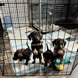 Companion Cross, Dachshund, and Miniature Schnauzer Puppies from Sheri Lauritsen