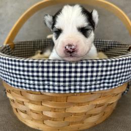 Green - Gray and white male Siberian Husky puppy in Hiram, Ohio from Nyzen Farms