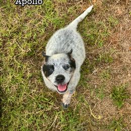Apollo - Blue speckled male Australian Cattle Dog puppy in Keeling, Virginia from Diamond B Kennels / DBK’s