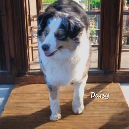 Daisy - Miniature Australian Shepherd