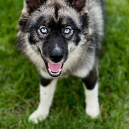 Siberian Husky Puppies from SouthernBell Siberian Huskies