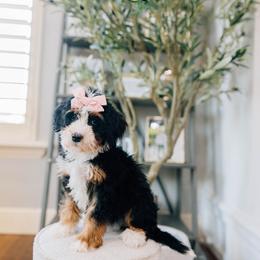 Funny Girl - Tri-color female Bernedoodle puppy in Murray, Utah from Sun Valley Doodles