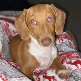 Dachshunds from Caroline’s Dachshunds