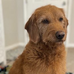 Labradoodles from My Girl Doodles