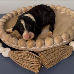 Daisy - Black tri-color female Aussiedoodle puppy in Cartersville, Georgia from Simply Blessed Doodles