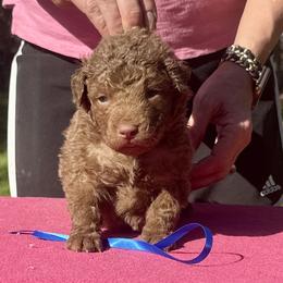 Blue male - Brown male Chesapeake Bay Retriever puppy in Houston, Texas from Monarch Chesapeakes
