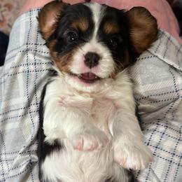 Artemis - Tri-color male Cavalier King Charles Spaniel puppy in Oroville, California from Happy Tails Kennel