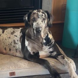 Great Danes from Arpin Great Danes