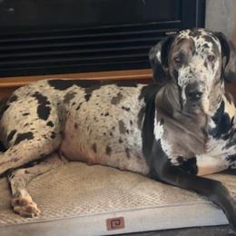 Great Danes from Arpin Great Danes