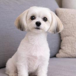 Kahlúa - Yorkshire Terrier