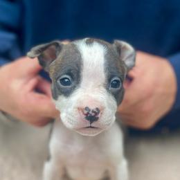 River - Black brindle female American Staffordshire Terrier puppy in Monroe, Georgia from Irresistibull Staffords