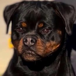 Zoi - Rottweiler