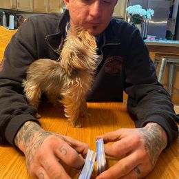 Poodle and Yorkshire Terrier All Grown Up from Granny's Poodles