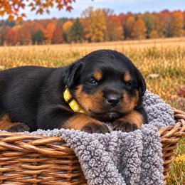Yellow collar - Black and mahogany male Rottweiler puppy in Industry, Illinois from KDKs Kennels