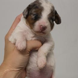 Reba - Grey and white female Bernedoodle puppy in Muskogee, Oklahoma from Lawler’s Legacy Litters