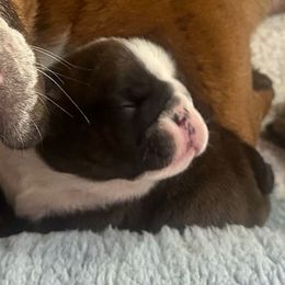 Brindle and white female - Red brindle and white female Bulldog puppy in Fleetwood, Pennsylvania from D and D Bulldogs