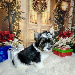 Abby 4000 AKC - Black tan and white female Biewer Terrier puppy in Nicholls, Georgia from Southeast Biewers