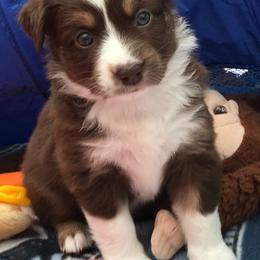 Miniature Australian Shepherd Puppies from Blue Skye's Miniature Australian Shepherds