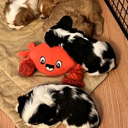 Cavalier King Charles Spaniel Puppies from Eastwick Paws Cavaliers