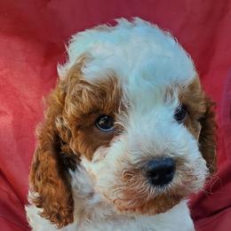 Green Boy - Blenheim male Cavapoo puppy in Wisconsin from Catch A Cavapoo
