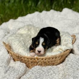 Velvet - Tri-color female Bernedoodle puppy in Bremen, Indiana from Farmland Doodles