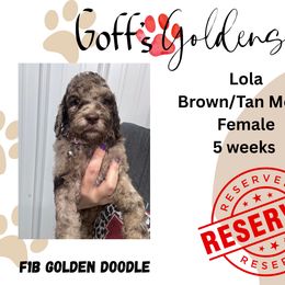 Lola - Merle female Goldendoodle puppy in Falls City, Nebraska from Goff’s Goldens