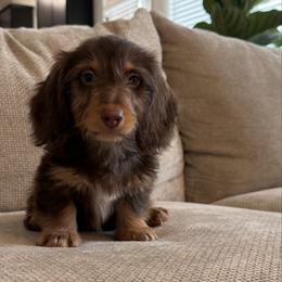Verny - Chocolate and tan male Dachshund puppy in Lawrenceville, Georgia from Chivi Paws