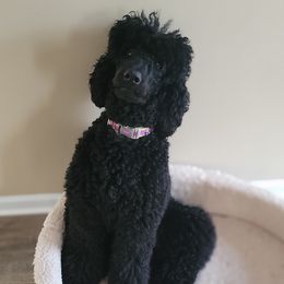 DLitty  - Poodle
