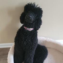 DLitty  - Poodle