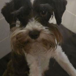 Goldie - Miniature Schnauzer