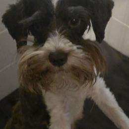 Goldie - Miniature Schnauzer