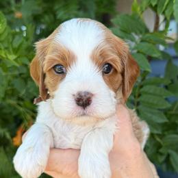 Discord - Blenheim male Cavapoo puppy in Tucson, Arizona from Adored Poodle & Doodles